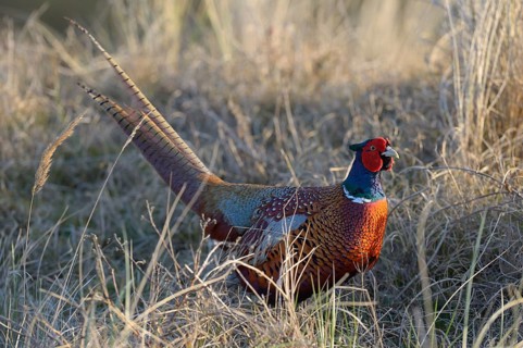Common Pheasant (Phasianus colchicus) in the evening light