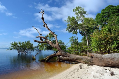Tree trunk of a giant rainforest tree on the banks of the Amazon and Rio Solimoes