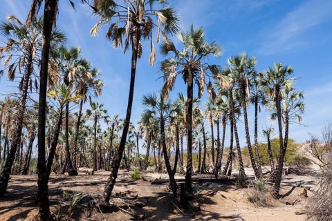 Palm trees on the banks of the Kunene River