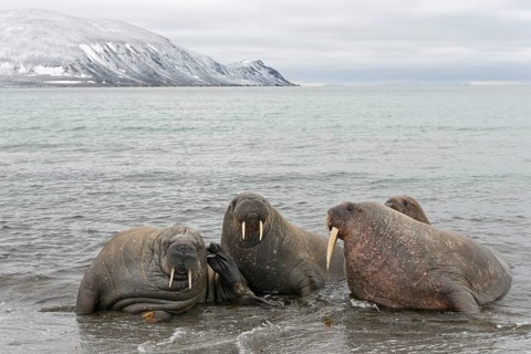 Pod of Walruses (Odobenus rosmarus) on a beach