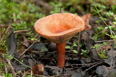 Liver Milkcap (Lactarius hepaticus)