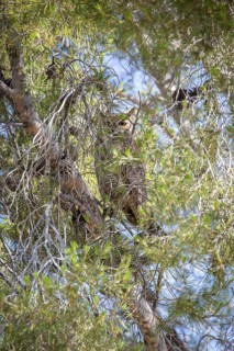 Great horned owl (Bubo virginianus) sits camouflaged in tree