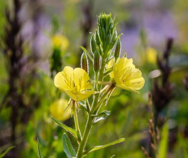 Common evening primrose (Oenothera biennis)