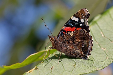 Red Admiral (Vanessa atalanta) sits with closed wings on leaf