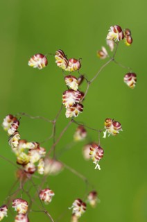 Panicle of Quaking-grass