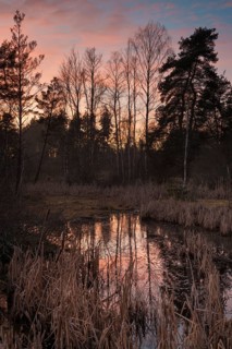 Bog in Schwenninger Moos Nature Reserve