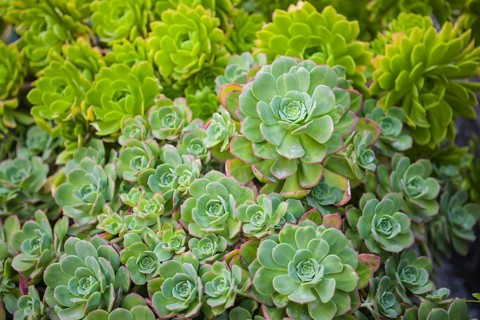 Echeveria (Echeveria sp.)