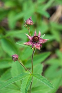 Purple Marshlocks or Swamp Cinquefoil (Potentilla palustris)