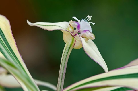 Flowering Mexican Flag (Campelia Zanonia or Tradescantia Zanonia)