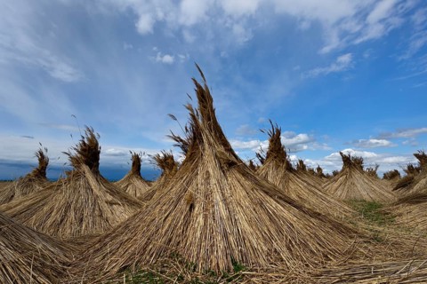 Reed put up for drying