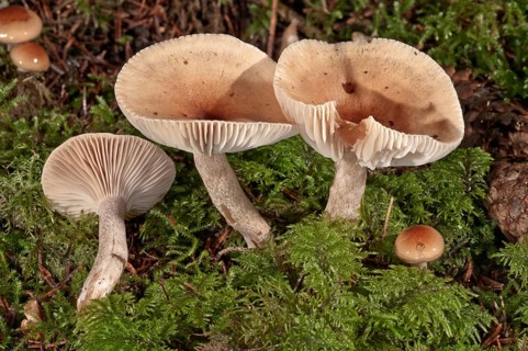 Funnel Cap (Clitocybe costata)