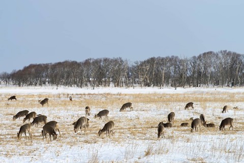 Hokkaido sika deer