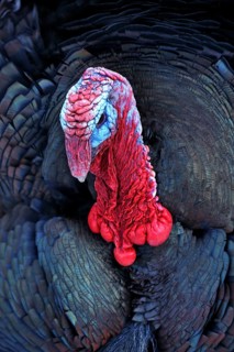 Turkey (Meleagris gallopavo)