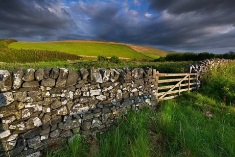 Pasture with a natural stone wall