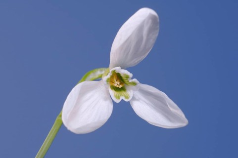 Giant Snowdrop (Galanthus elwesii)