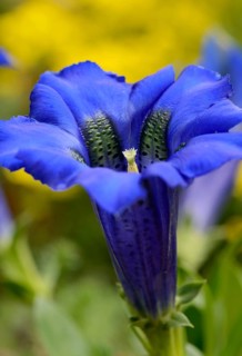 Gentian (Gentiana clusii)