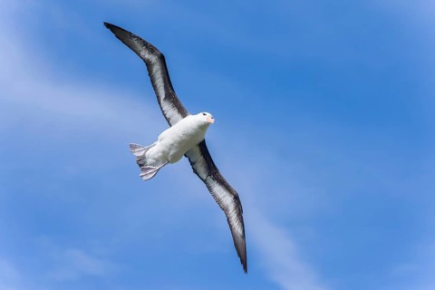 Black-browed Albatross or Black-browed Mollymawk (Thalassarche melanophris)