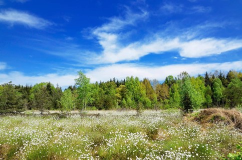 Flooded bog with blooming Hare's-tail Cottongrass