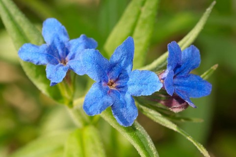 Purple Gromwell (Buglossoides purpurocaerulea
