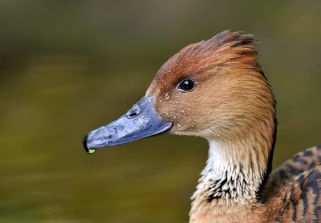 Fulvous Whistling Duck (Dendrocygna bicolor)