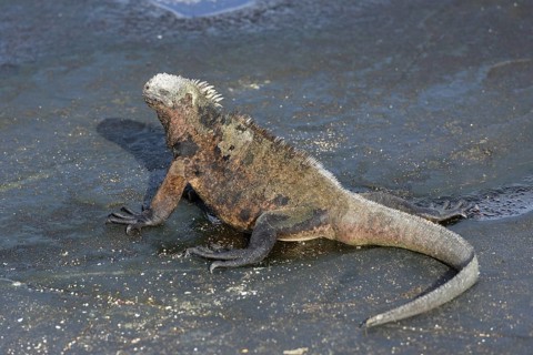 Marine Iguana (Amblyrhynchus cristatus)