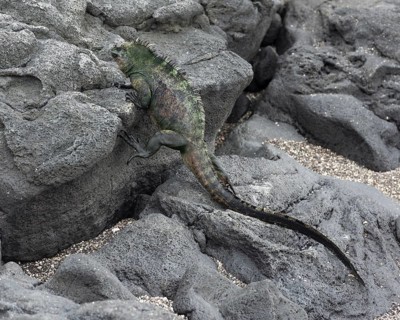 Marine Iguana (Amblyrhynchus cristatus) climbing over lava rocks