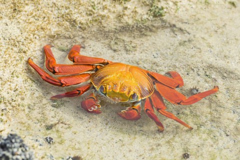 Red Rock Crab (Grapsus grapsus)