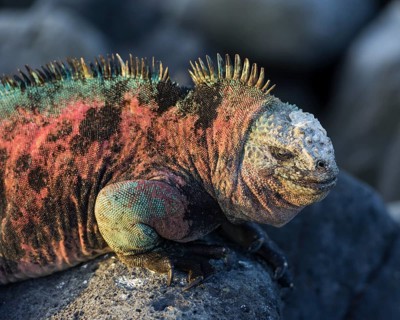 Marine Iguana (Amblyrhynchus cristatus)