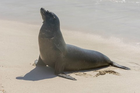 Galapagos Sea Lion (Zalophus wollebaeki) on the beach