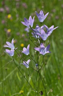 Spreading Bellflower (Campanula patula)