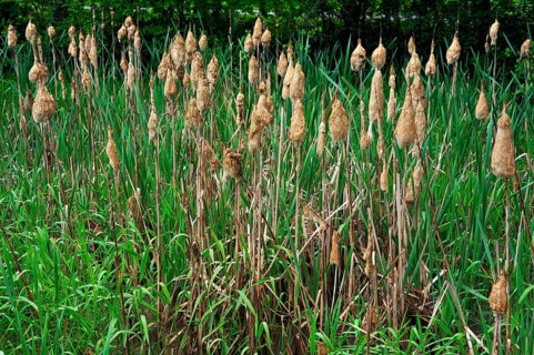 Lesser Bulrush or Narrowleaf Cattail (Typha angustifolia)