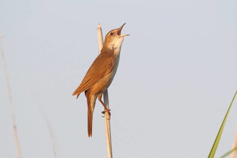 Savi's Warbler (Locustella lusciniodes)