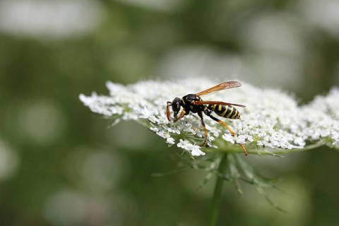 Wasp (Vespula)