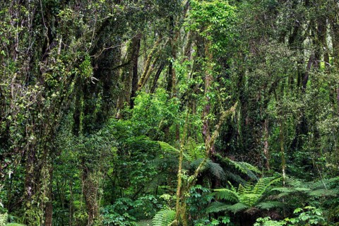 New Zealand rainforest