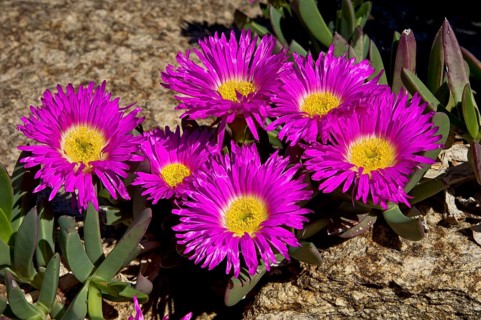 Sweet Hottentots Fig (Carpobrotus deliciosus)