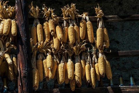 Dried corn as autumnal decoration