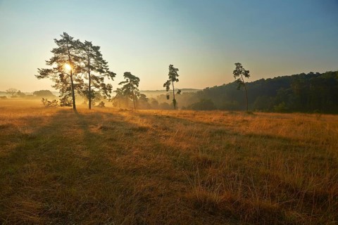 Rural morning mood in the late summer early morning fog