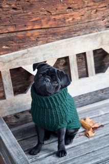 Black pug wearing a sweater on a wooden bench