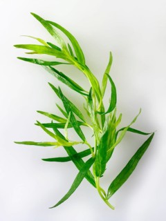 Fresh tarragon leaves