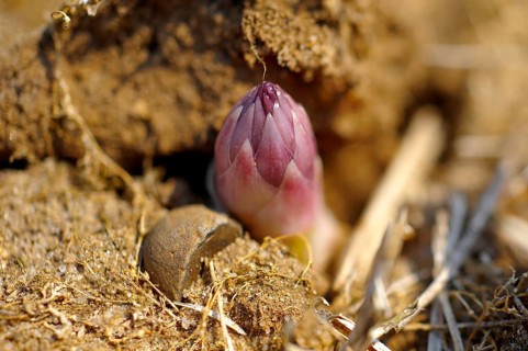 English asparagus spear growing in the field