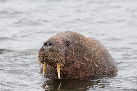 Walrus (Odobenus rosmarus)