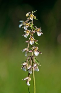 Marsh Helleborine (Epipactis palustris)