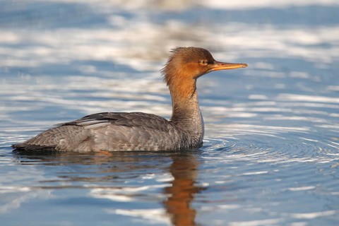 Red-breasted Merganser (Mergus serrator)
