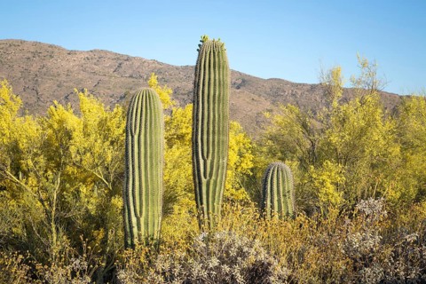 Saguaro (Carnegiea gigantea) between bushes