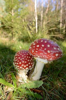 Fly Agaric (Amanita muscaria)