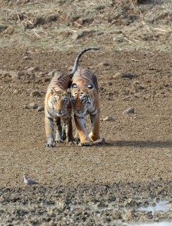 Two young Bengal tigers (Panthera tigris tigris) walking together