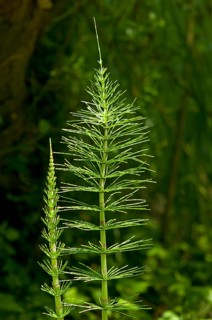 Sterile shoots of Field Horsetail (Equisetum arvense)
