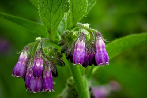 Comfrey (Symphytum officinale)