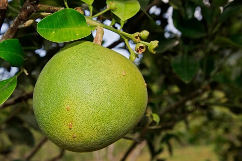 Pomelo fruit (Citrus maxima)