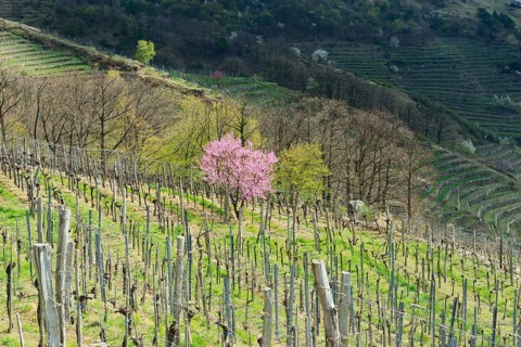 Blossoming peach tree (Prunus persica) in a vineyard